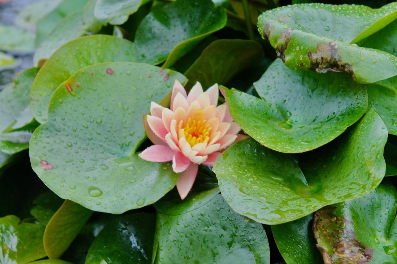 Lotus Farms Resort, Mahableshwar Mahabaleshwar Bagian luar foto